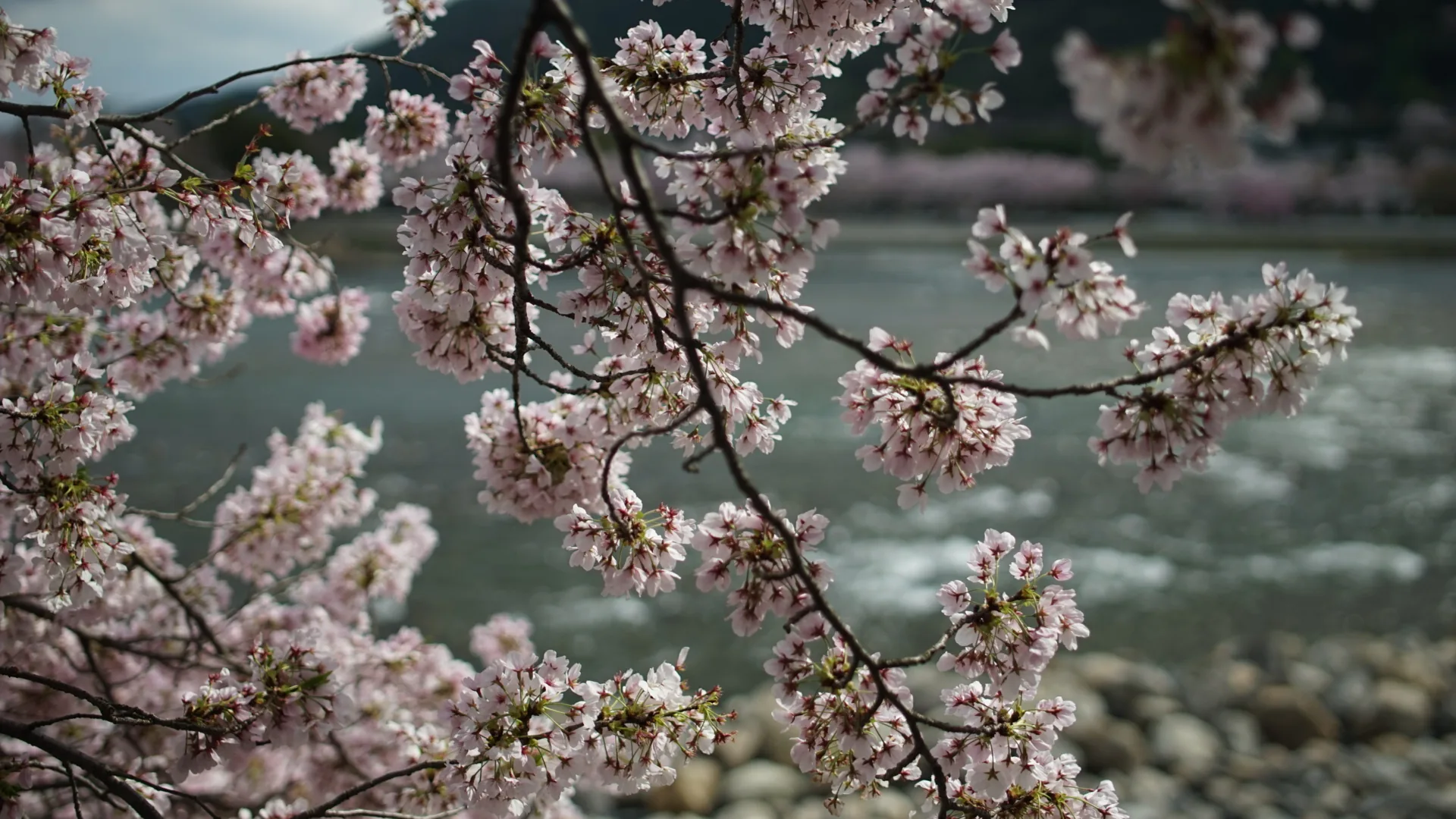 Cherry blossom branches in soft pink bloom filling the foreground, with a broad river and a pebble bank behind them.