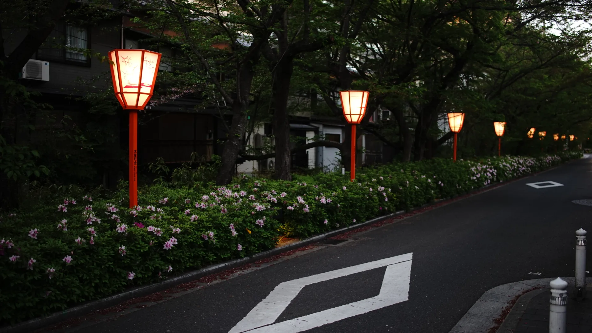 A row of red-framed paper lanterns glowing along a quiet road at dusk, flowering shrubs and trees beside a white painted road marking.